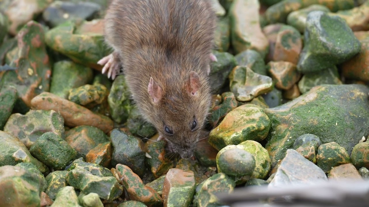 Rat foraging for food on the beach
