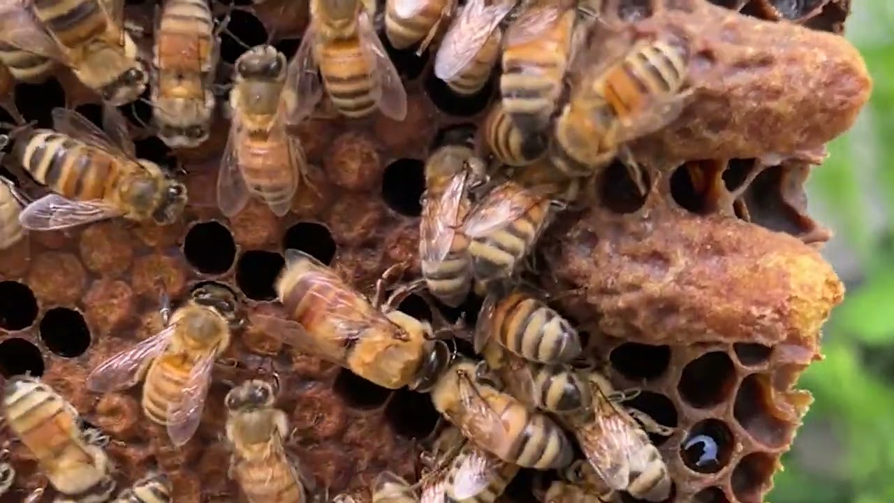 Queen Cell Identification