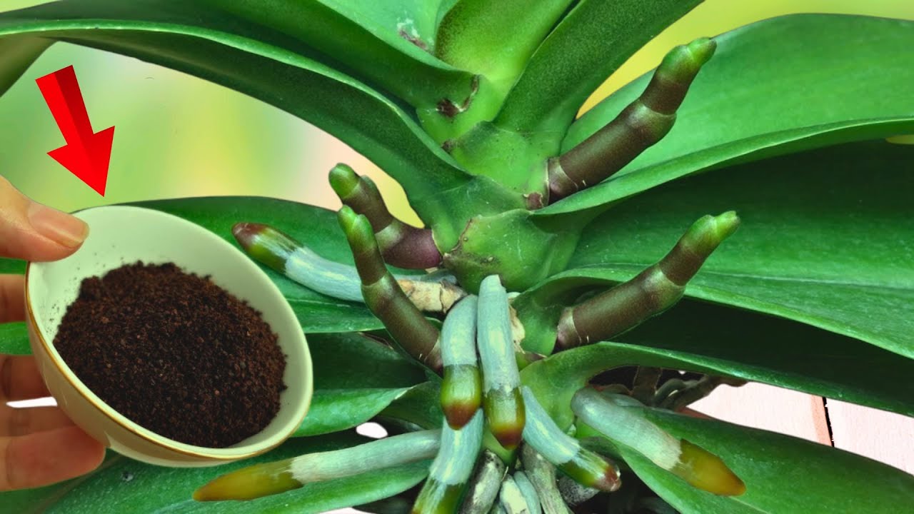 Just sprinkle one teaspoon in the autumn! Suddenly, hundreds of orchids bloom