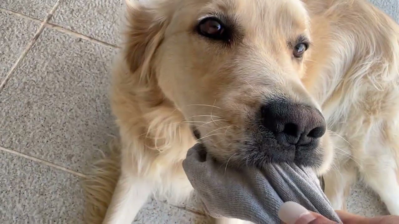 Socks tag of war lol 😂 retriever and puppy play 