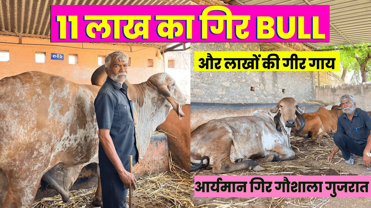 गुजरात के 11 लाख के गिर बूल की वायरल वीडियो😱| देखिए खूबसूरत और शक्तिशाली गौ माता