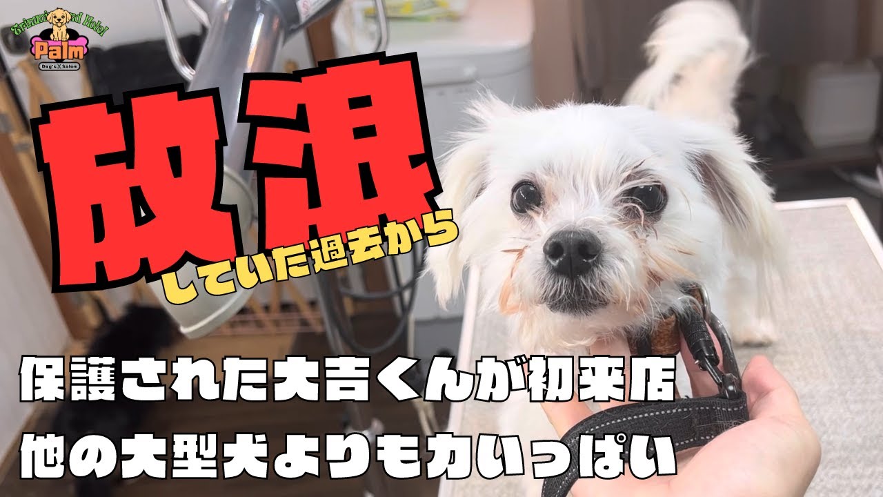 放浪していたマルチーズが保護されて噛み犬トリミングに初来店