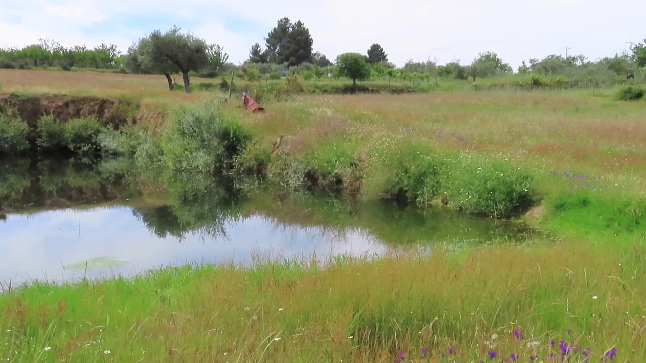 Land for sale with ruin and fruit trees in Central South / Farm with 3ha / € 49.500