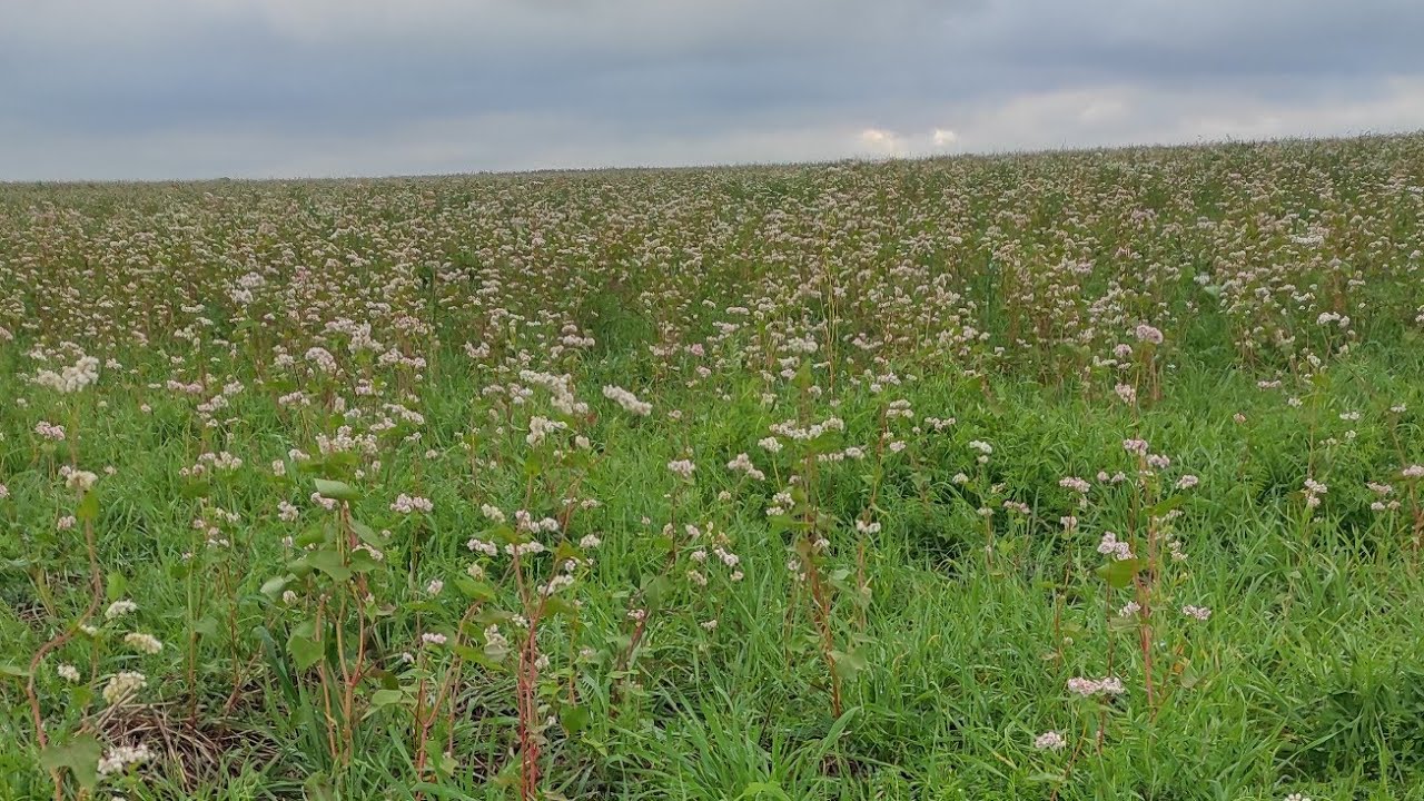 BIO-logia🌱 Rolnictwo Regeneratywne