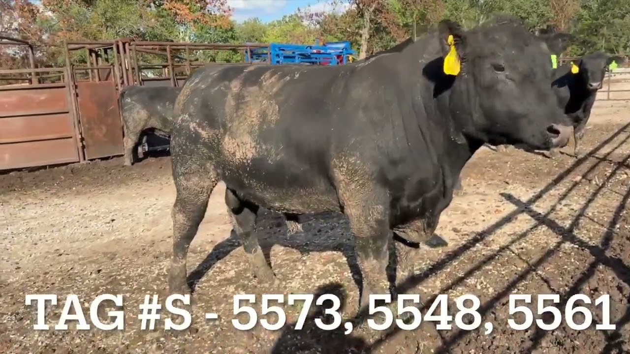 40 Angus, SimAngus - Bulls For Sale
