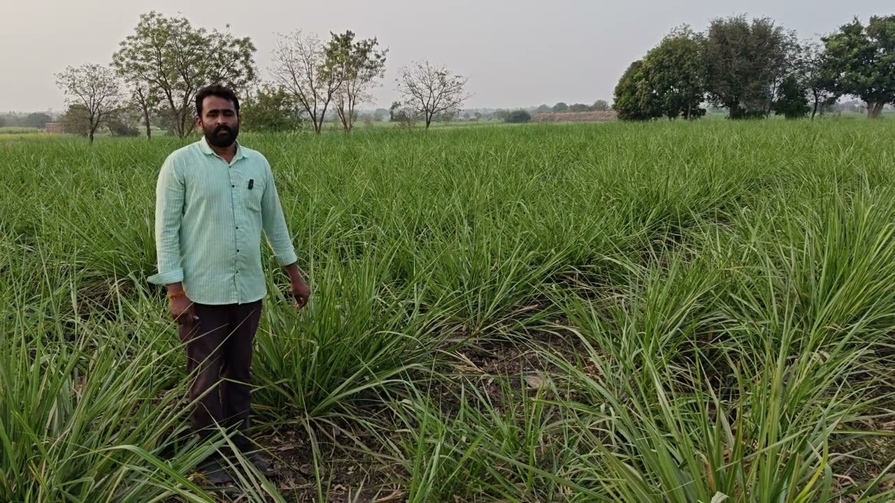 CO 265 प्रजातीचा पाचवा खोडवा #modernfarmer #agriculture @SantoshJadhav 