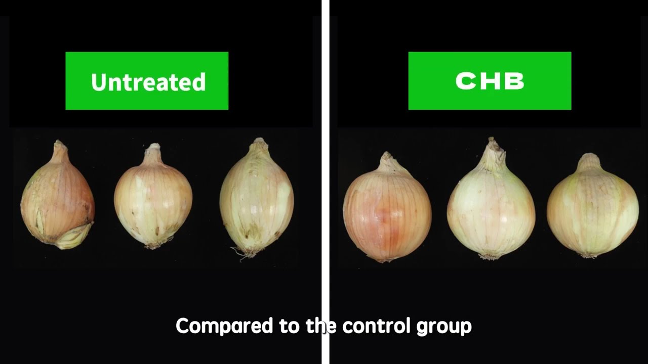 Homeostatic Systemins on Vegetable Crops: Onion - Full