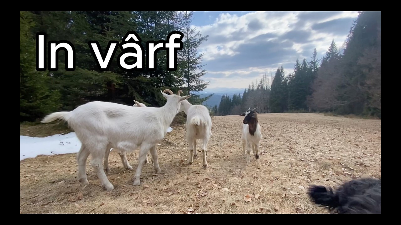 Am revenit cu forte noi. e61