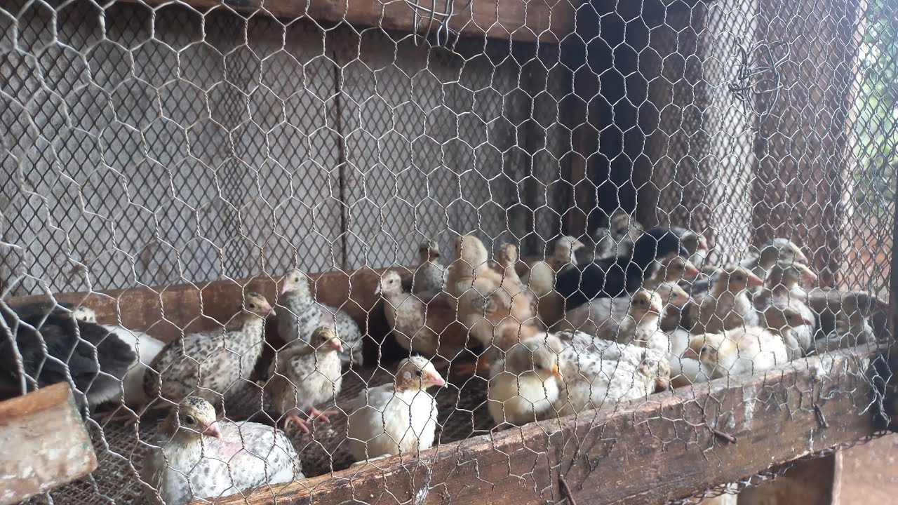 AS CODORNAS ESTÃO DE CASA NOVA