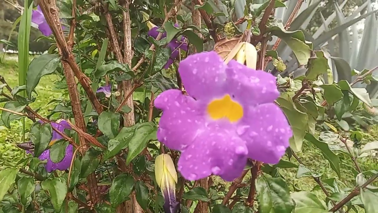 flowers 2090