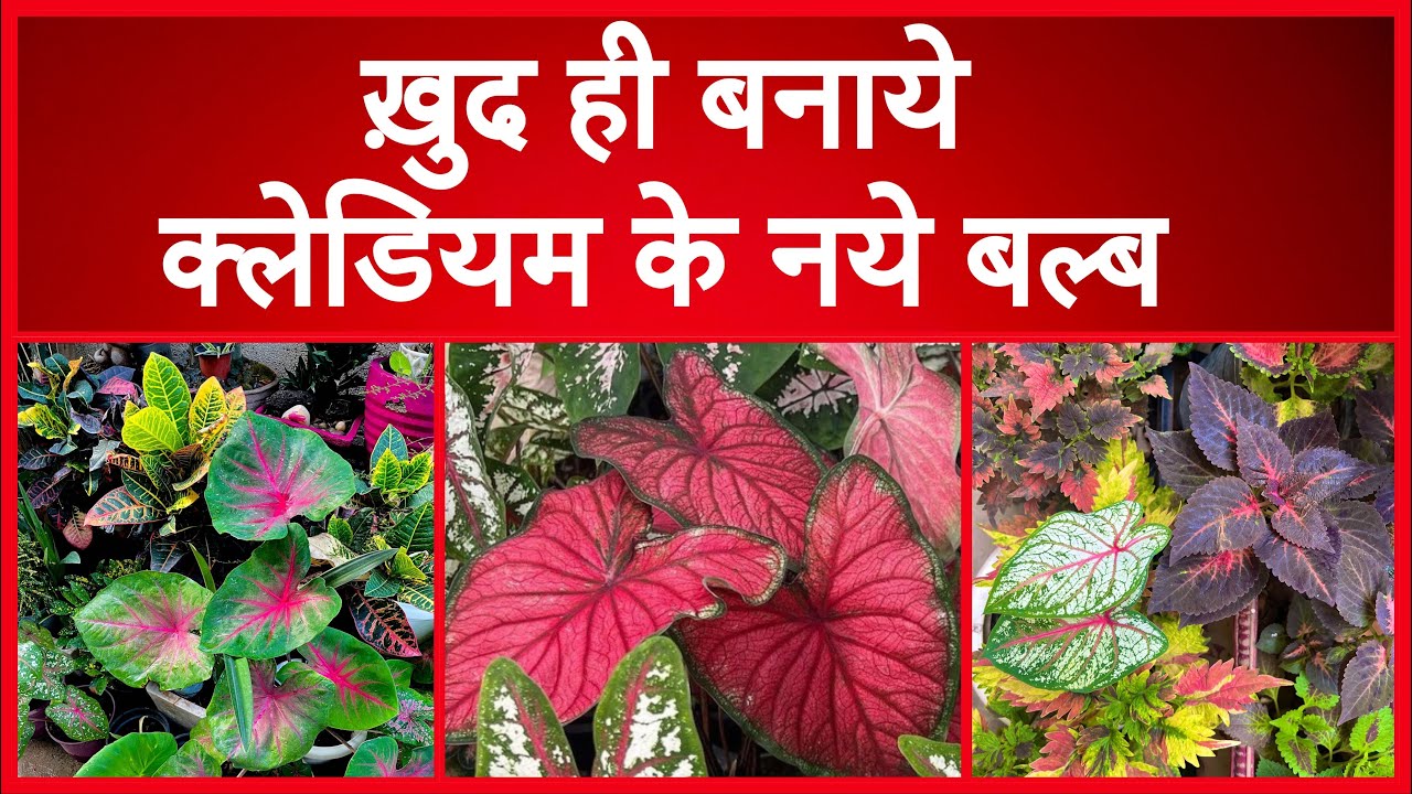 How to make Healthy new caladium bulbs ॥क्लेडियम के नये बल्ब कैसे तैयार करे ॥ caladium propgation