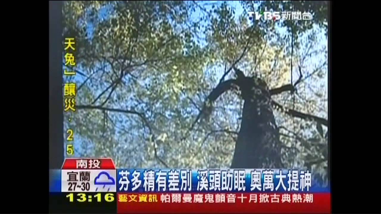 芬多精有差別！溪頭助眠　奧萬大提神