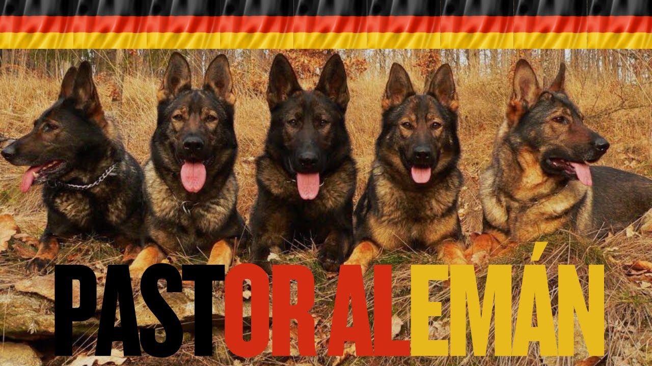 Pastor Alemán Simplemente El Mejor! | Conociendo Las Razas Caninas #workingdogsportscenter