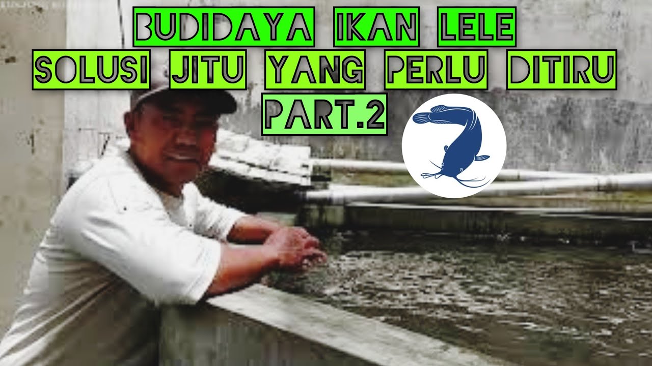 PART.2 Budidaya ikan lele panen mencapai 8 ton
