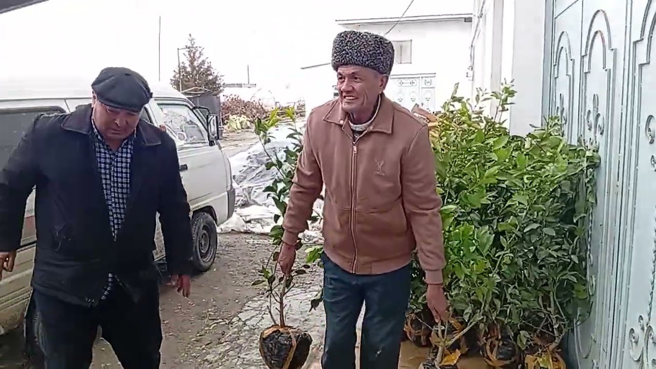 56 дона лимон кўчати сотилди / Тел: +99 893 476 40 20