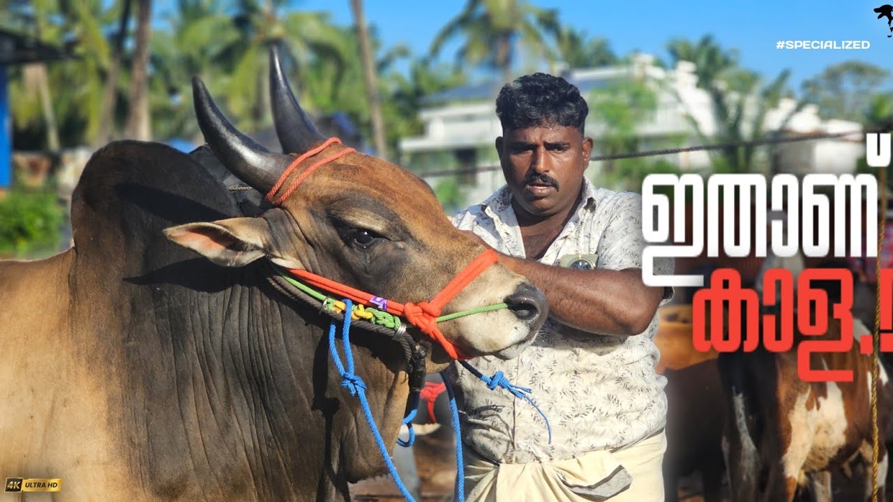 ✨ഇതാണ് കാള🐂 Kangayam bull Chattipparamba Chanda Kangayam kaalai | Big bull| Kaala chantha malappuram
