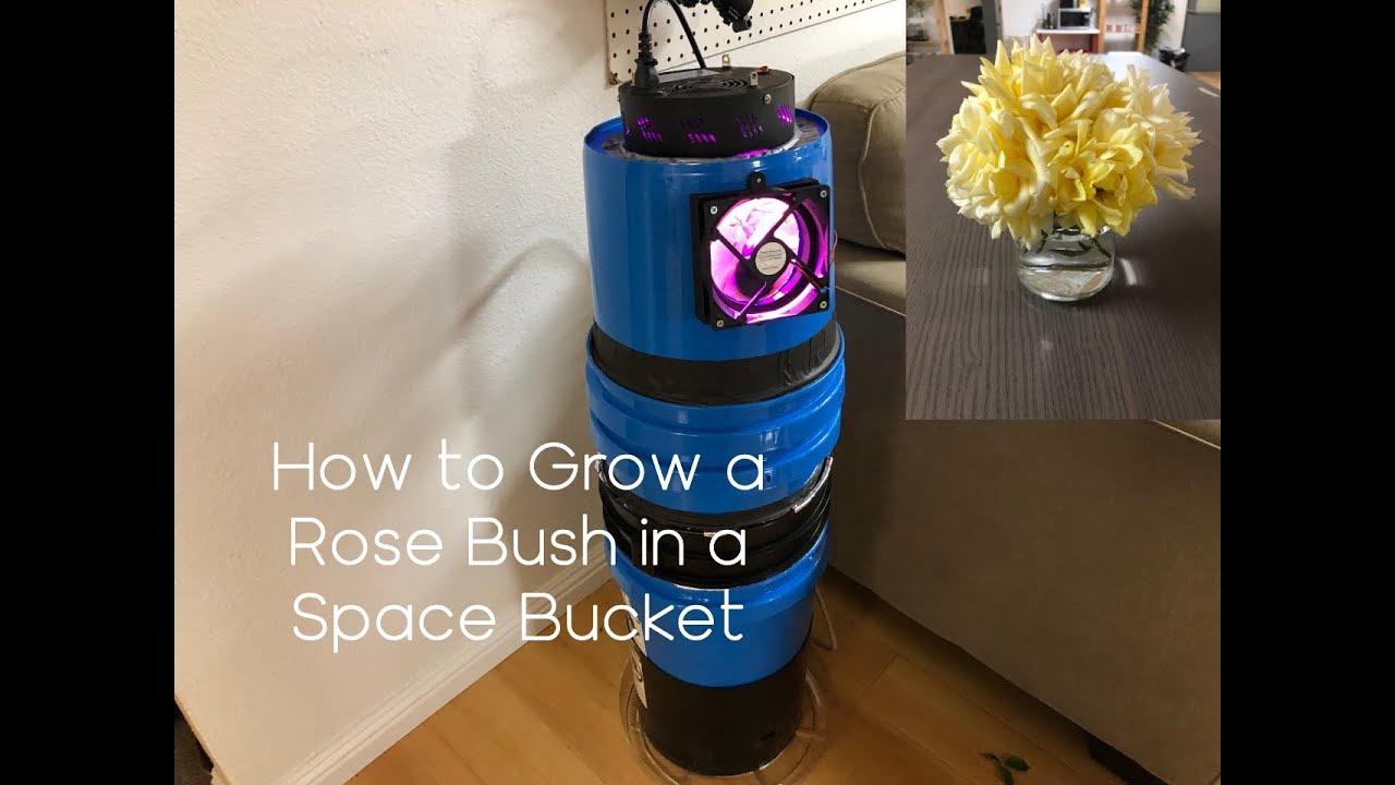 A Guide to: Self-Watering Rose Bush in a Space Bucket