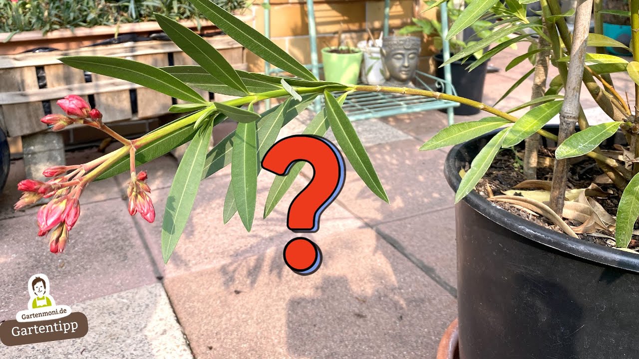 Vor Lachen biegen sich Oleander-Zweige in den seltensten Fällen!