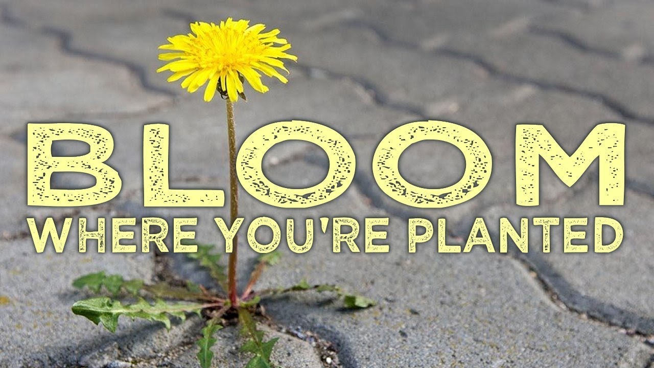 BLOOM WHERE YOU'RE PLANTED
