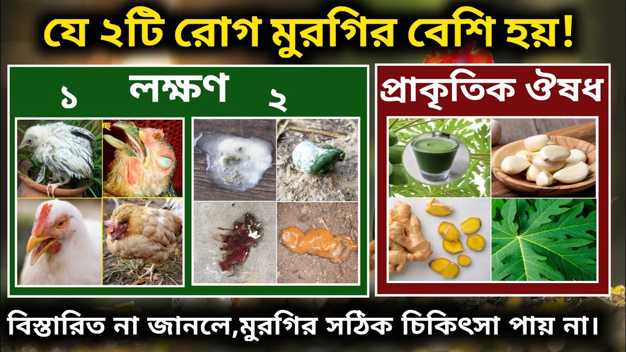 যে ২টি রোগ দেশি মুরগির বেশি হয়। লক্ষণ ও প্রাকৃতিক ঔষধ। মুরগি সারা বছর সুস্থ রাখার উপায়।