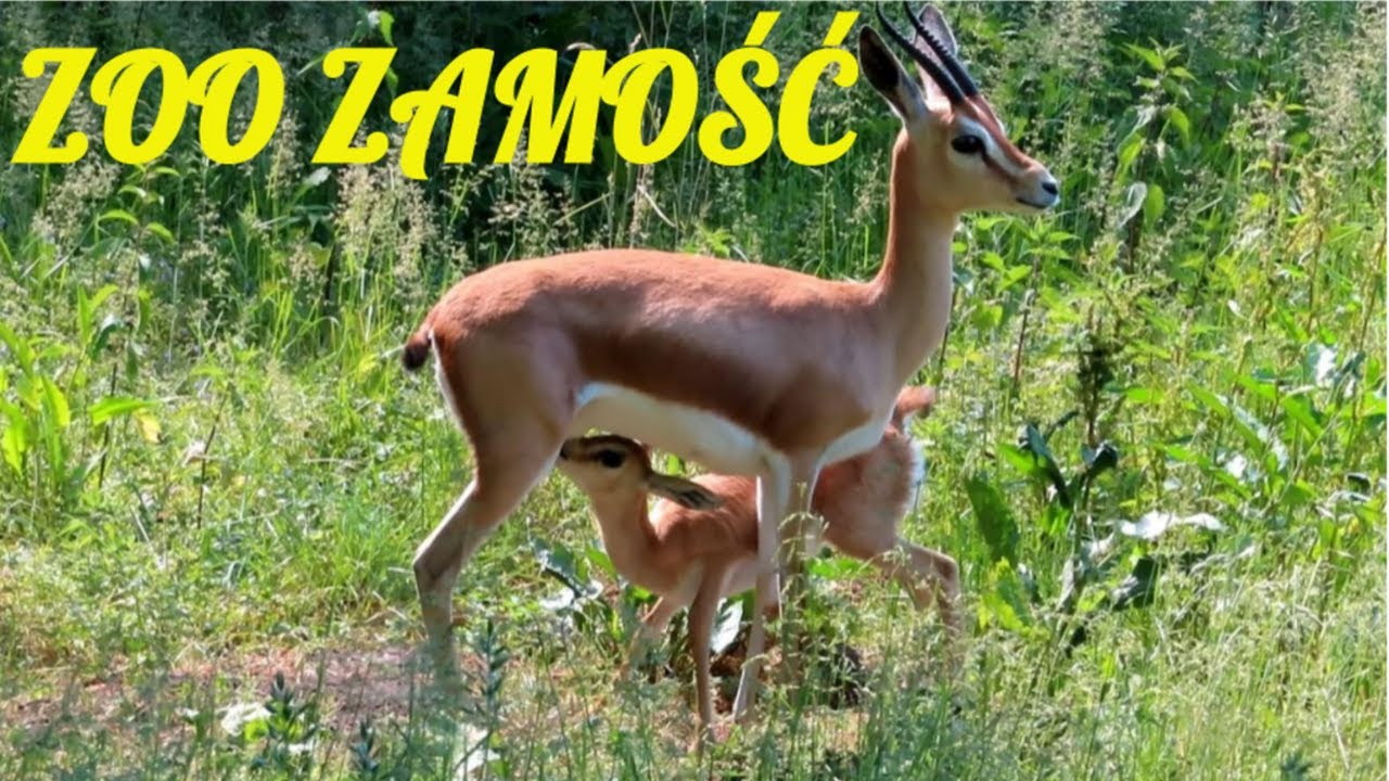 ZOO Zamość