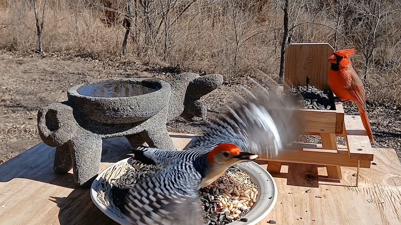 Relaxing Bird sounds of a  windy Midwest day 🐦 