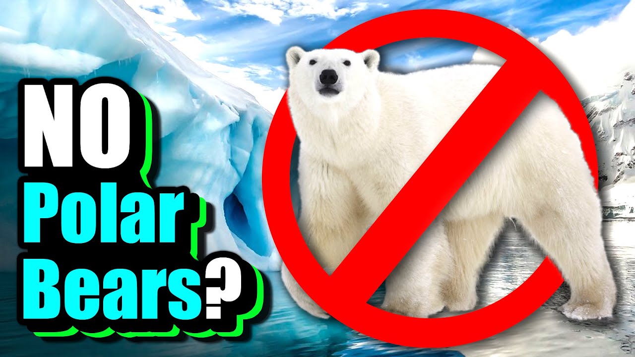 Why Are There No Polar Bears In Antarctica?
