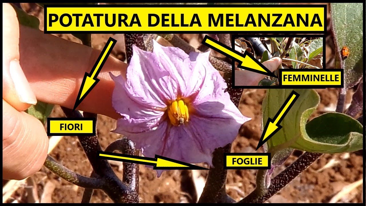 🍆 Come POTARE le MELANZANE: Trucchi e Segreti che DEVI SAPERE! 🍆 | Tutorial Agricoltura Potatura