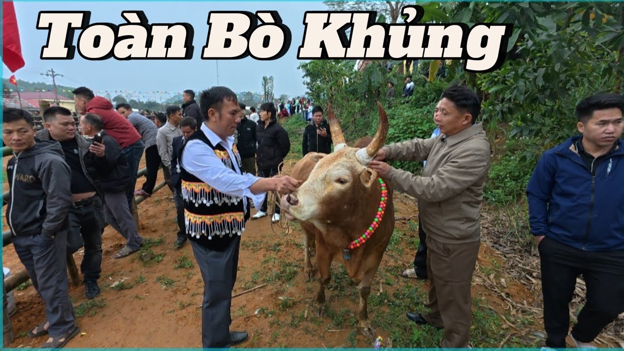 Khủng khiếp_lễ  hội trọi bò truyền thống bản H'mông_Terrible_Hamong traditional bullfighting festiva