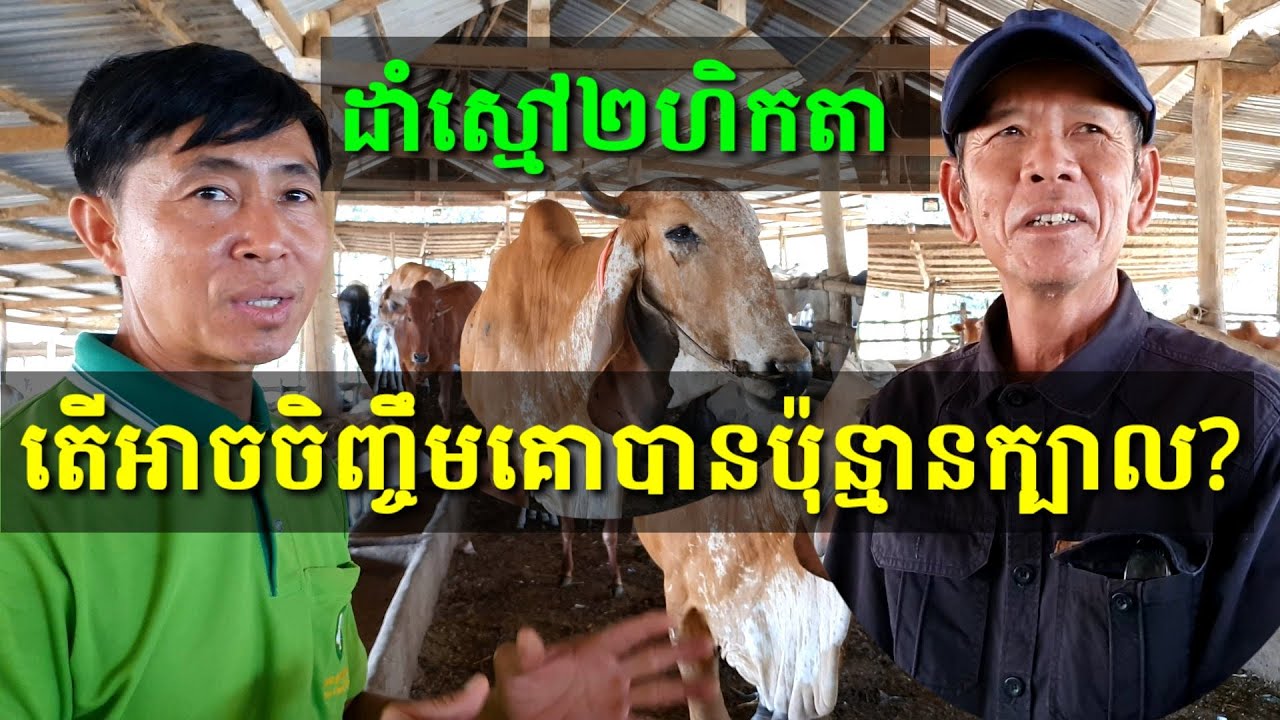 ដាំស្មៅ២ហិកតា តើអាចចិញ្ចឹមគោបានប៉ុន្មានក្បាល?