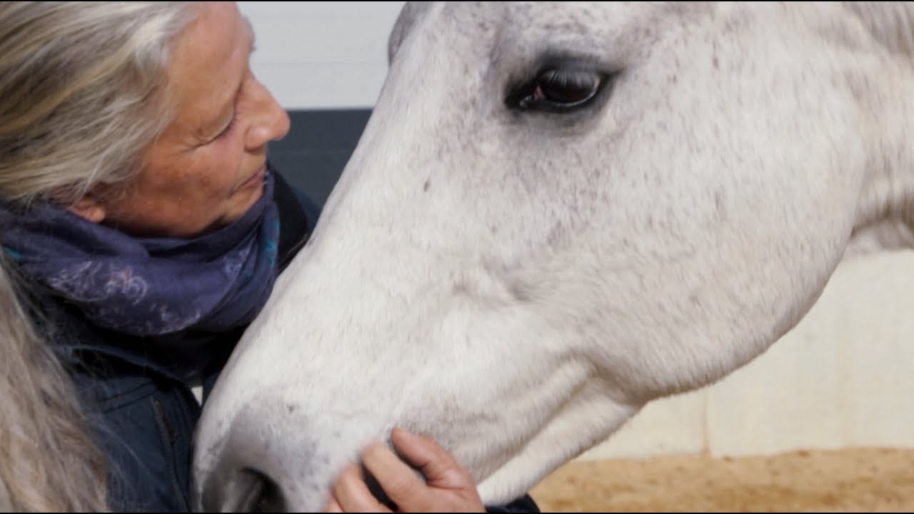 Pferdehof Sonneschyn - Harmonie zwischen Mensch und Pferd