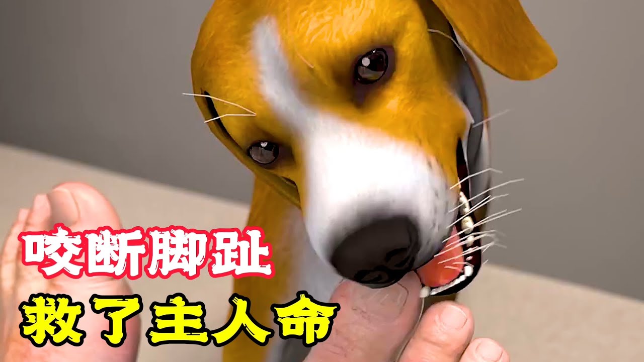 不愧是神犬007，咬斷主人腳趾，居然救了他的命！科普動畫《狗咬斷腳趾》。科普，電影，短片，成精，解說，搞笑，動畫，動作，喜劇，獵奇，奇幻，腦洞，科幻，超能力，short film