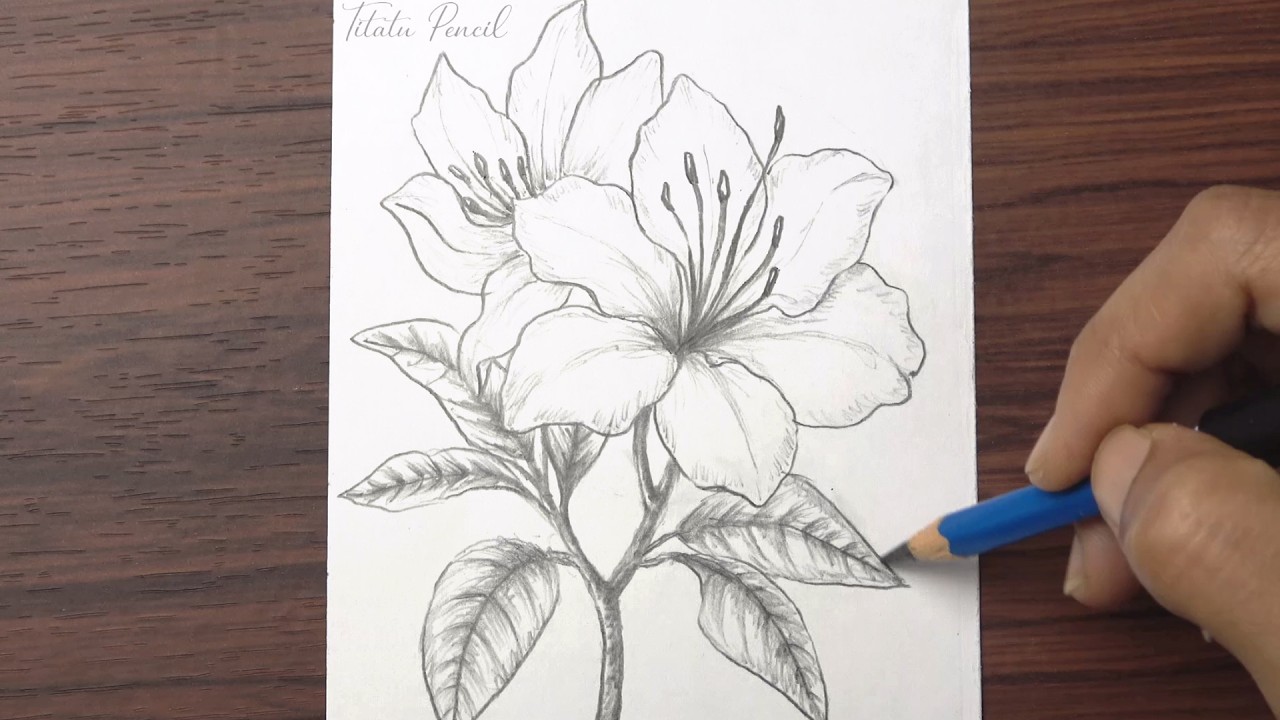 How to Draw Flower Step by Step | Pencil Drawing