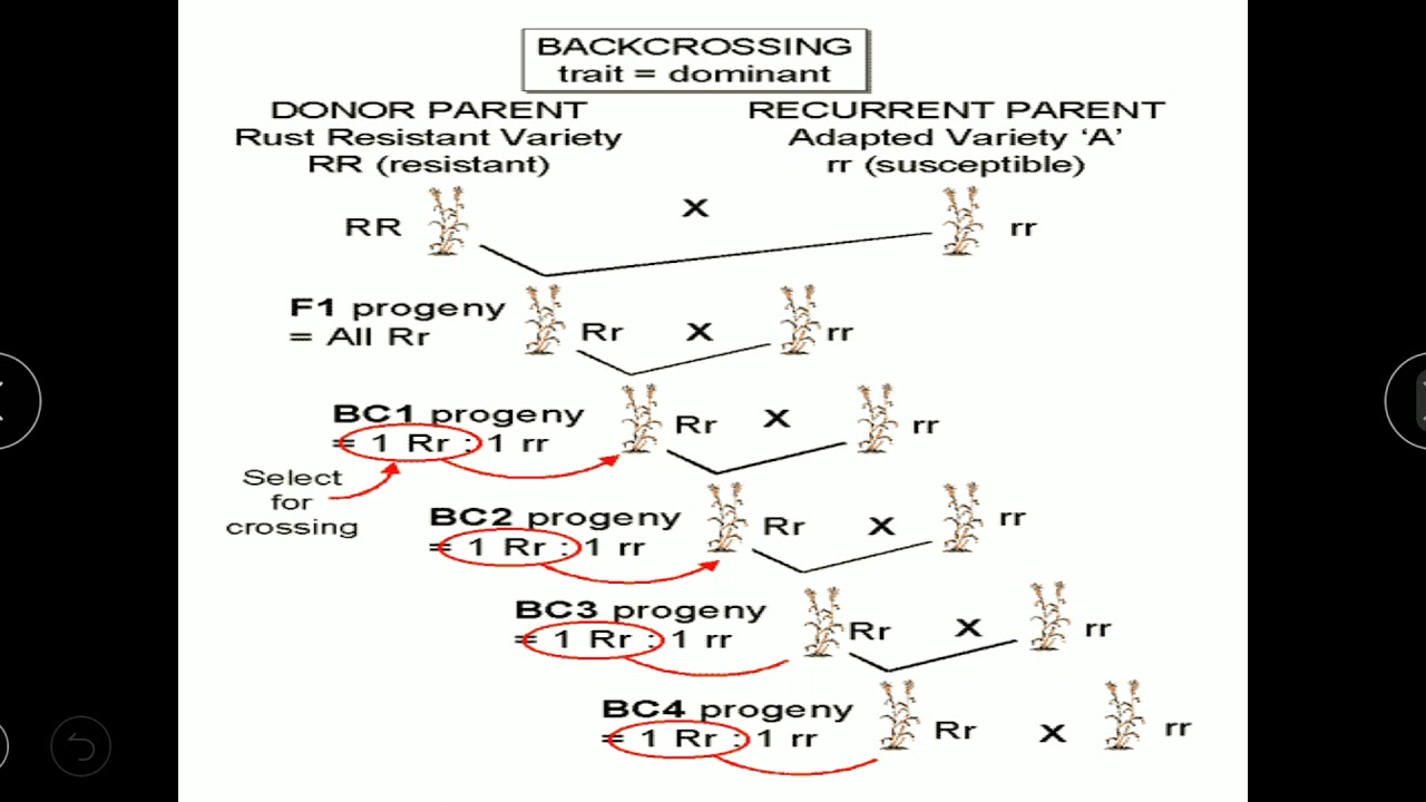 Backcross Method understanding | Transfer of trait governed by Dominant gene|