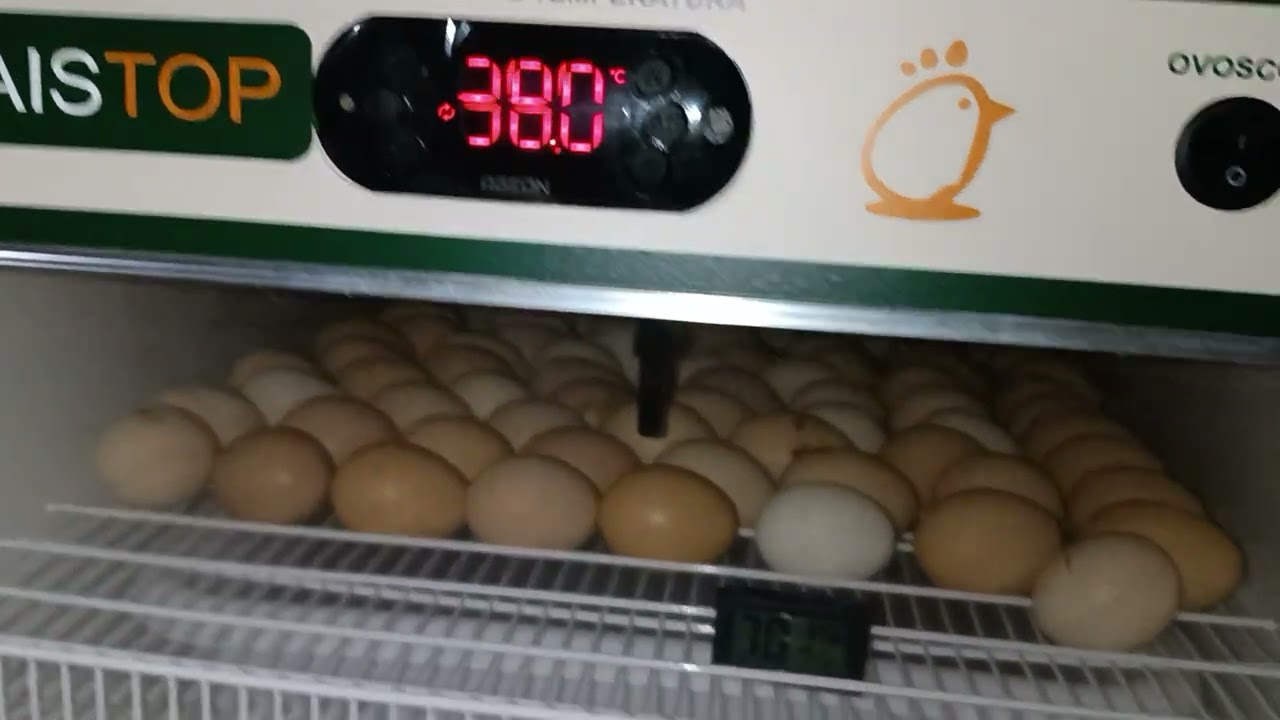 umidade e temperatura da chocadeira chocamaistop