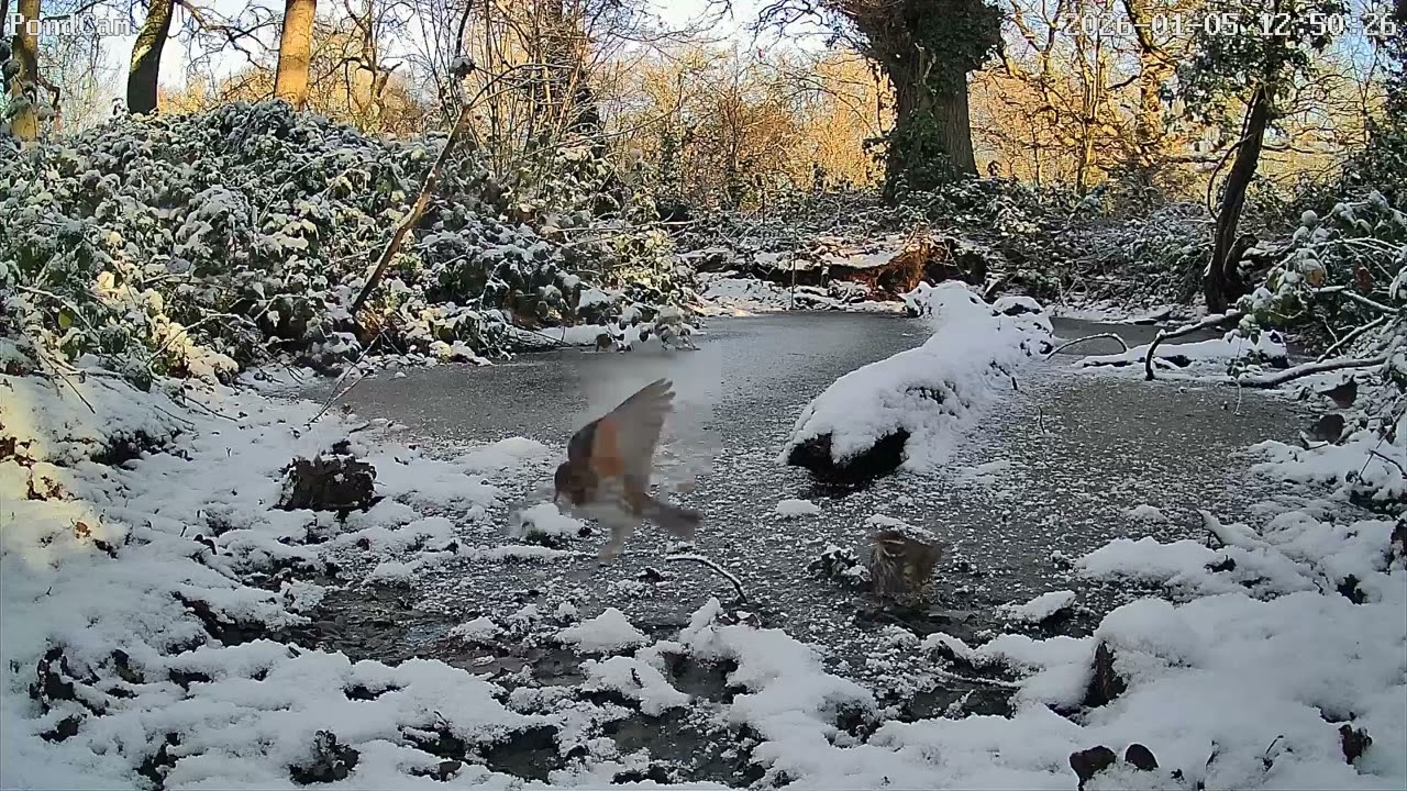 Lion Coppice: Redwings in Winter