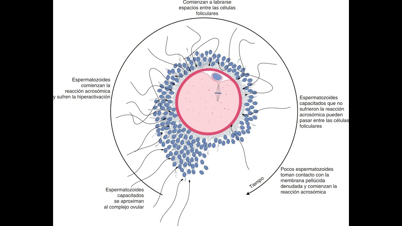 Gametogénesis y Fecundación
