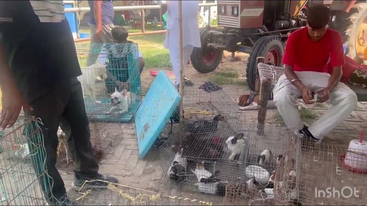 all animals & birds sale and purchase (brar farm sri muktsar sahib)