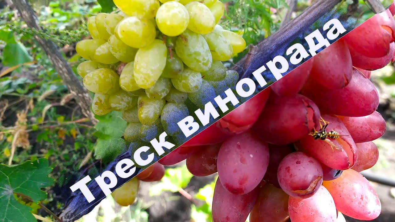 Треск ягод винограда после дождей.