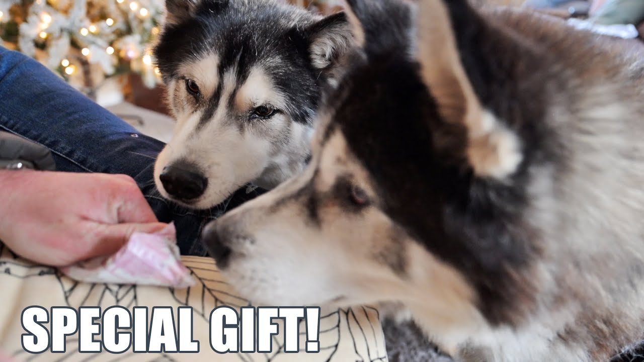 Husky Helps Me Make His Best Friends Gift!