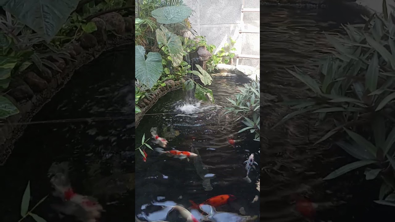 waterfall setinggi 4 meter #koipound #kolamikan #koicantik