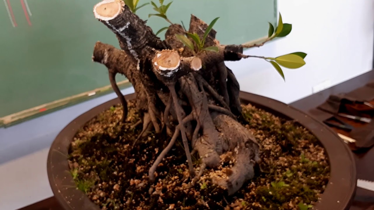 Reestilización e injertos en un Ficus Retusa
