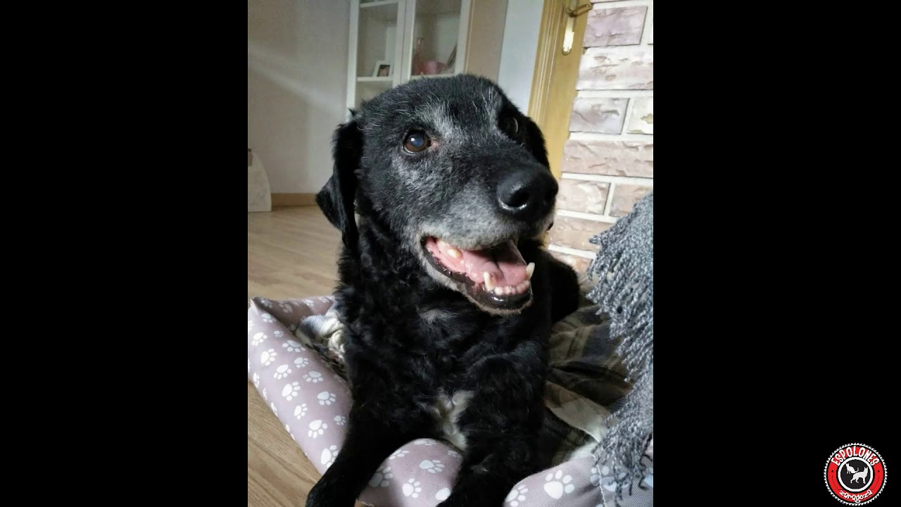PACO busca ADOPCIÓN