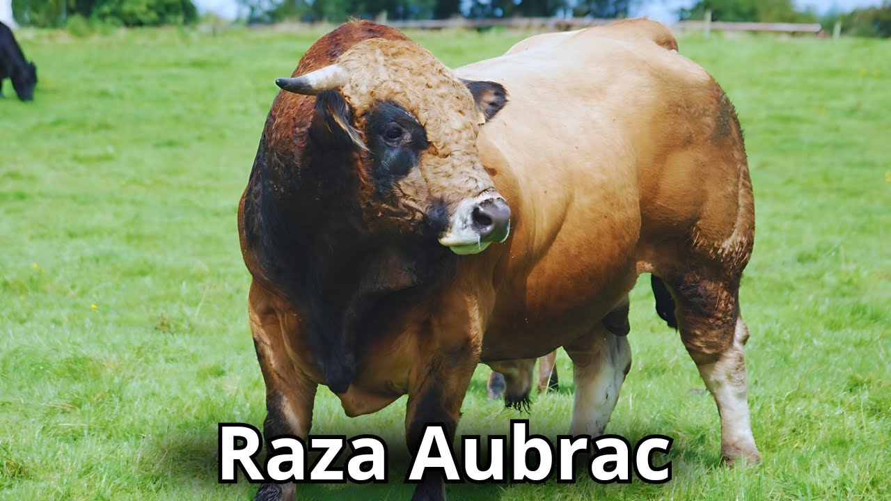 Raza De Ganado Aubrac: Orígenes, características y producción #cattlefarm #cattles