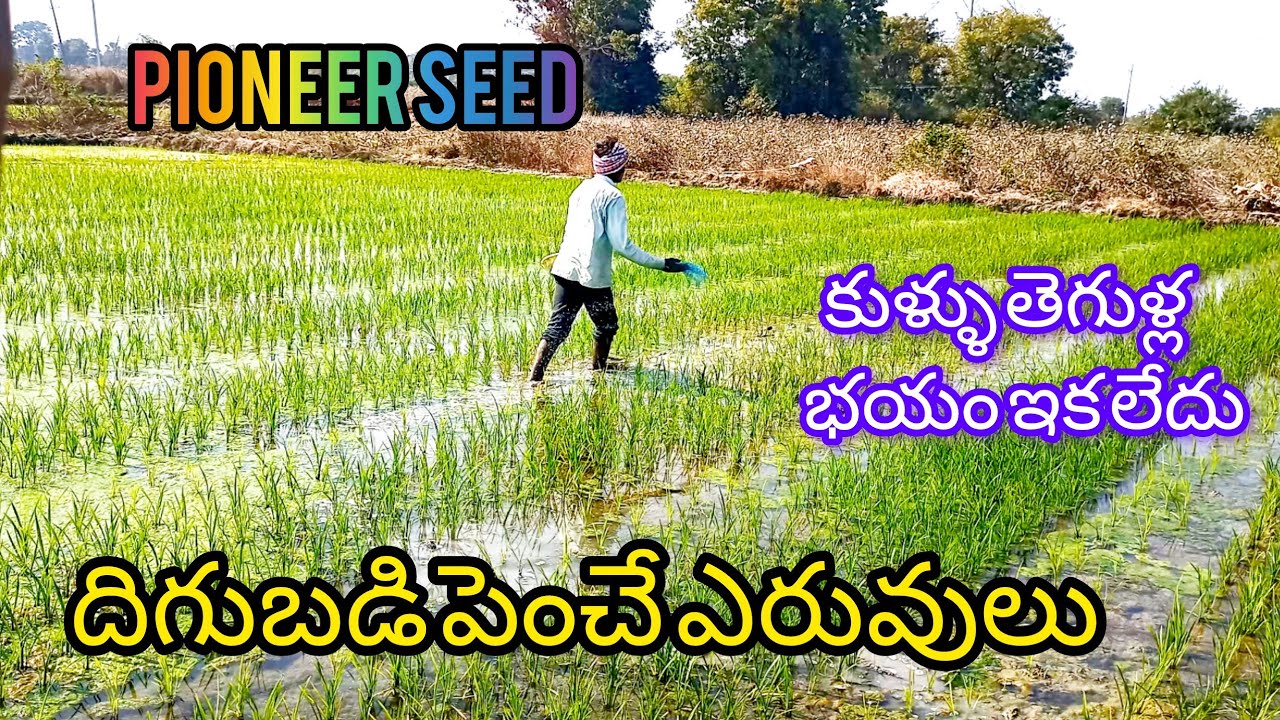 Pioneer Seeds Journey | 28:28:0 + Urea Challinam | Telugu Farming