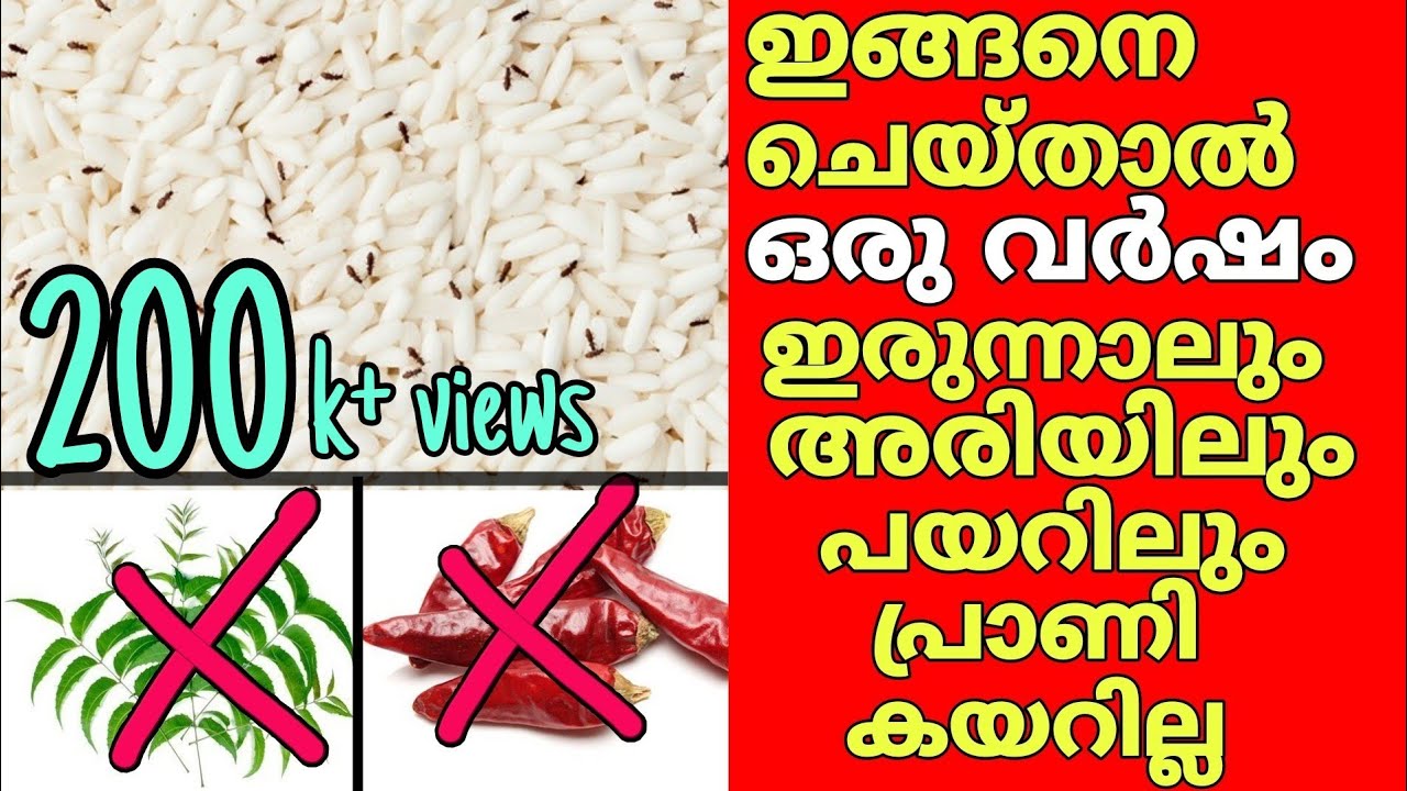 ഇങ്ങനെ ചെയ്താൽ അരിയിൽ പ്രാണികൾ വരില്ല|how to get rid of rice bugs|remove rice weevils|clean insects
