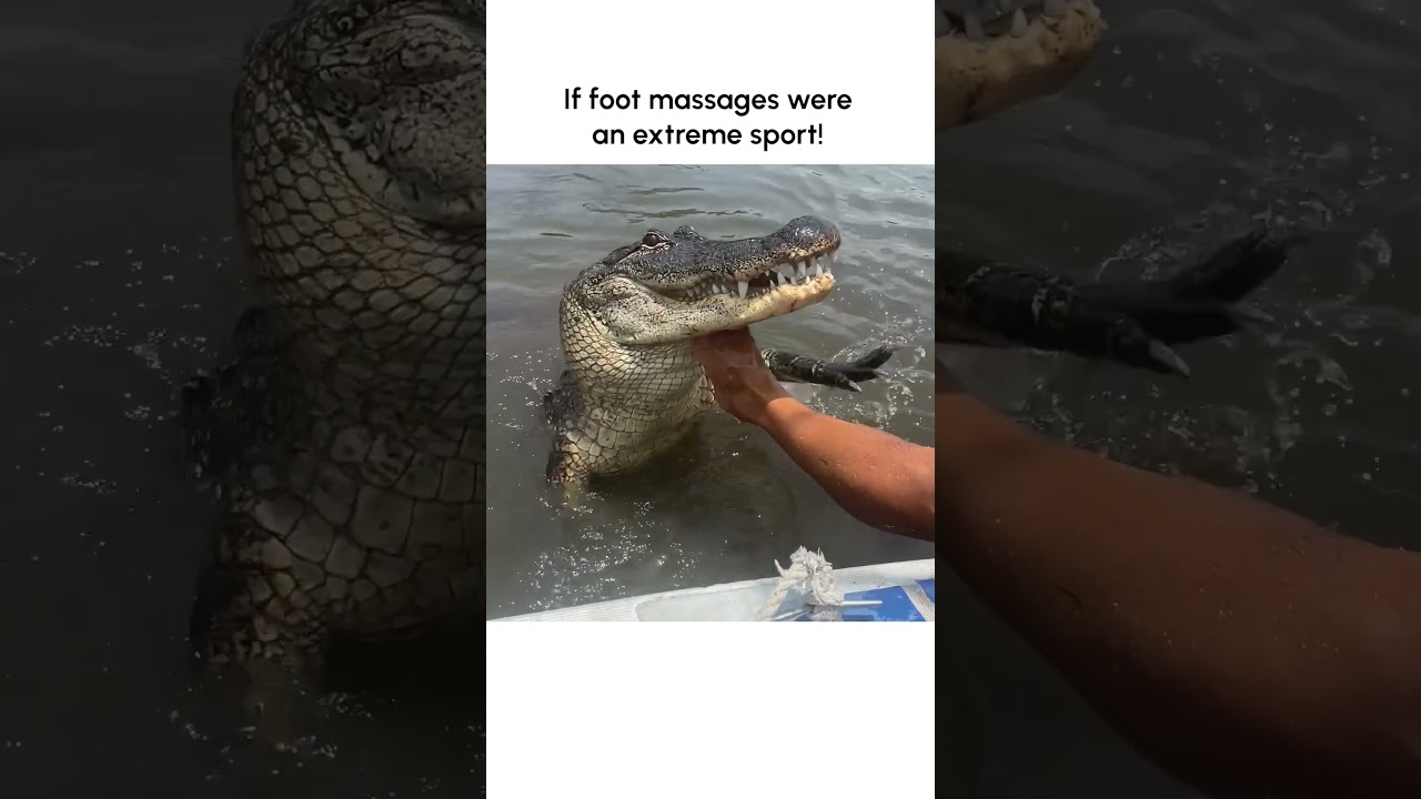 Wild Man Gets Foot Massage From Alligator!