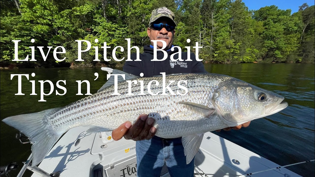 Live pitch bait tips n’ tricks on Lake Lanier, GA for Stripers and Spotted Bass.