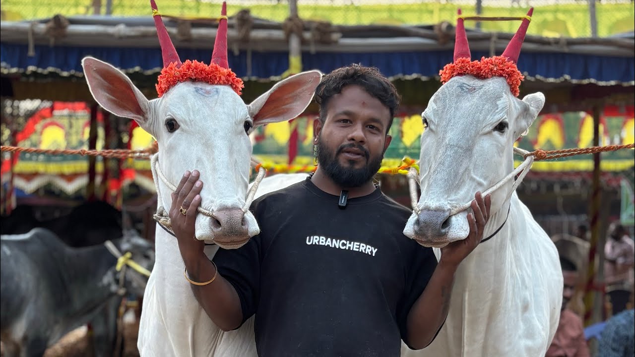 ಮಸಾಲೆ ಜಯರಾಮಣ್ಣ ಅವರ ಎತ್ತು ಕರೀದಿಸಿದ ಅರ್ಚಕರಹಳ್ಳಿ ಸೋಮು 