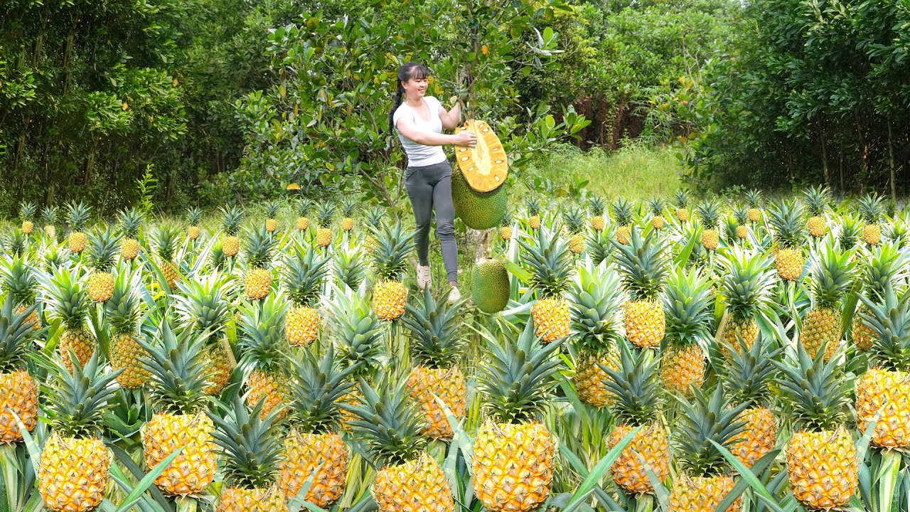 Use 3-Wheeled Truck To Harvesting Lots Of Pineapple & Jackfruit Goes To Countryside Market Sell